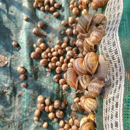L'escargoterie De La Forge - Immersion Champetre Holiday home