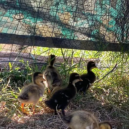 Hébergement de vacances L’escargoterie De La Forge - Immersion Champêtre *