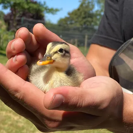L’escargoterie De La Forge - Immersion Champêtre Uzemain
