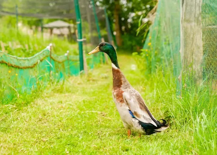 Vakantiehuis L'escargoterie De La Forge - Immersion Champetre *