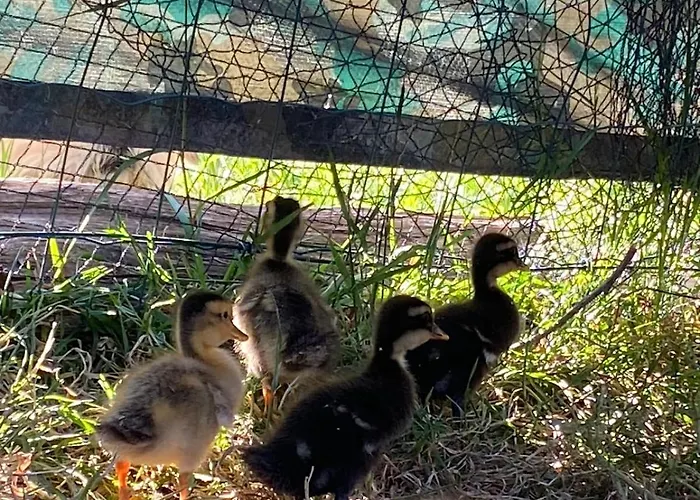 Vakantiehuis L'escargoterie De La Forge - Immersion Champetre *