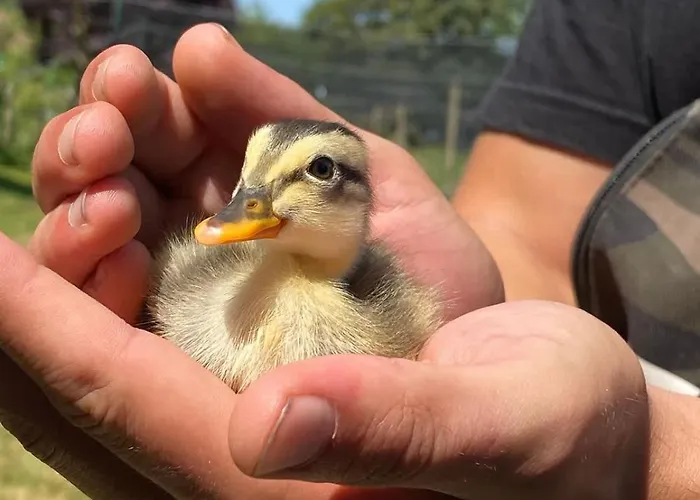 L'escargoterie De La Forge - Immersion Champetre Uzemain